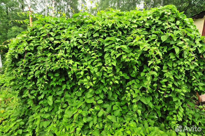 Саженцы лимонника китайского