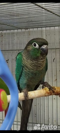 Попугай птенцы Пирруру Ручные