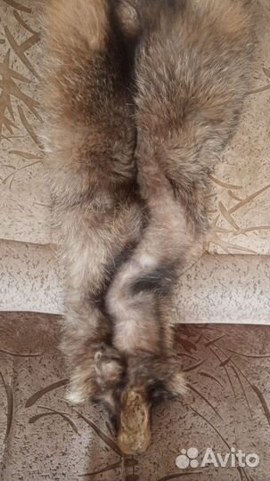 Шкура писца