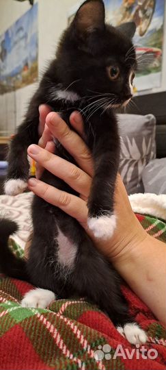 Котенок в добрые руки