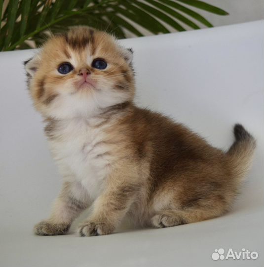 Шотландская