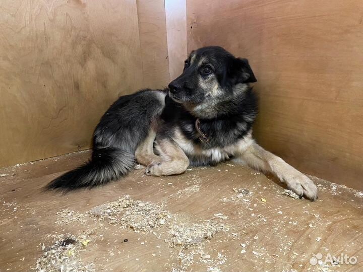 Пёс-трусишка очень хочет обрести семью