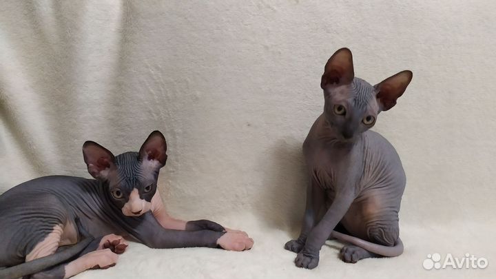 Канадский сфинкс котенок