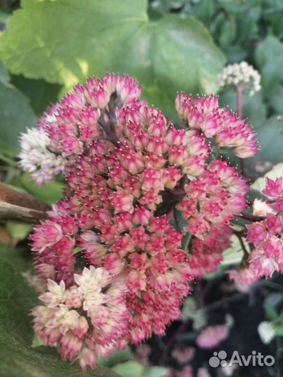 Очитки (седумы)