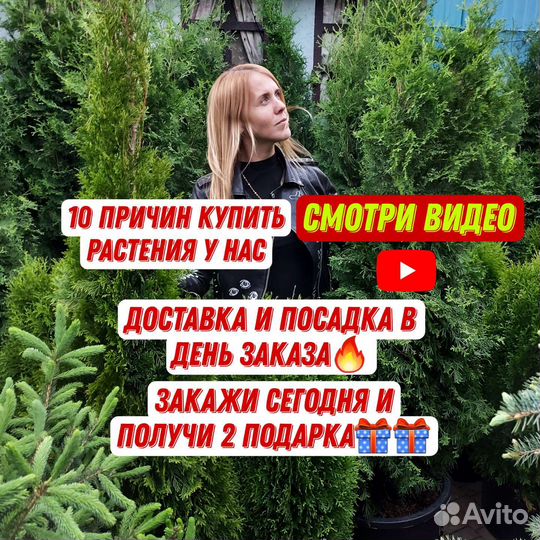 Туи Смарагд, Колумна, Ауреа, шаровидные