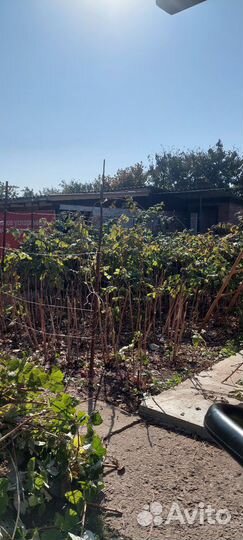 Саженцы малины