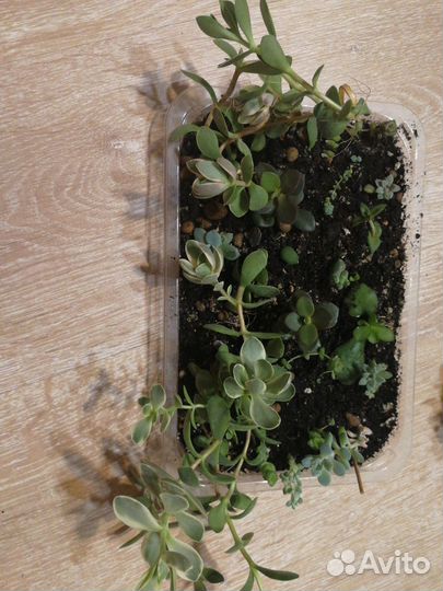 Суккуленты (разные виды)