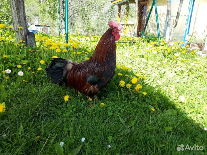 Петух Кучинский Юбилейный