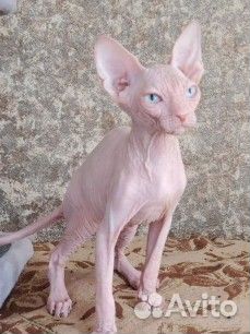 Сфинкс котёнок