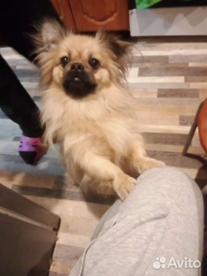 Пекинес ищет девочку