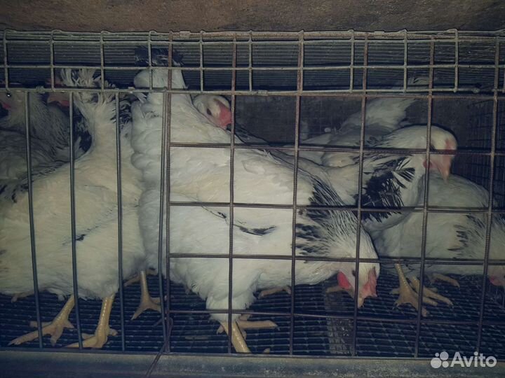 Сельхохозяйственная птица