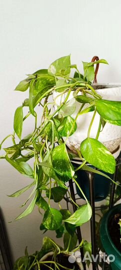 Цветы со стойкой