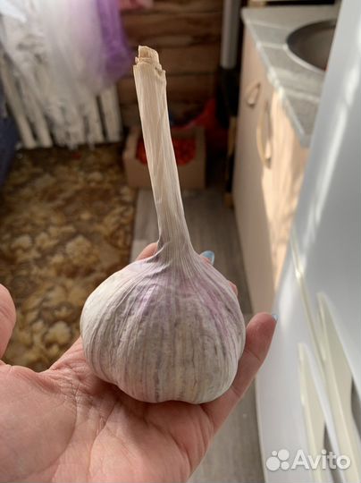 Малина, яблоня, саженцы