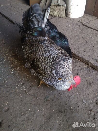 Петух Амрокс