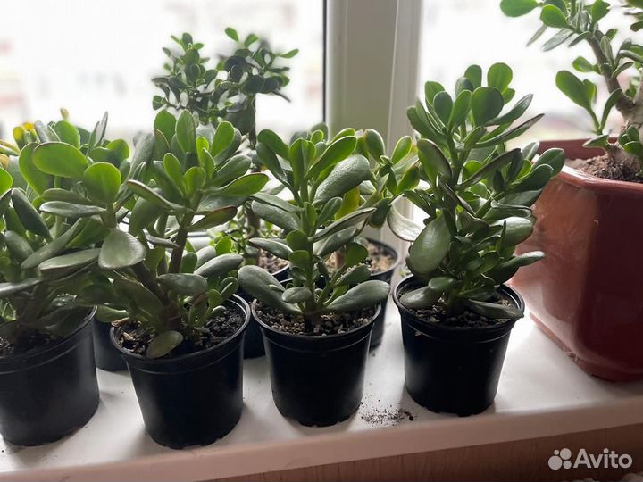 Толстянка крассула