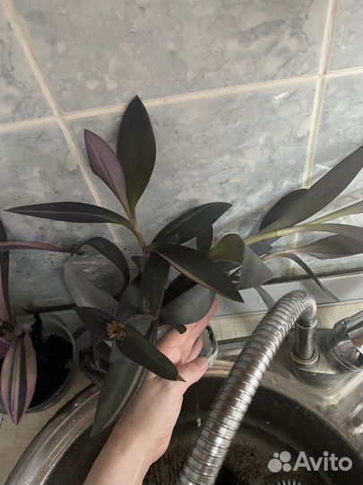 Традесканция