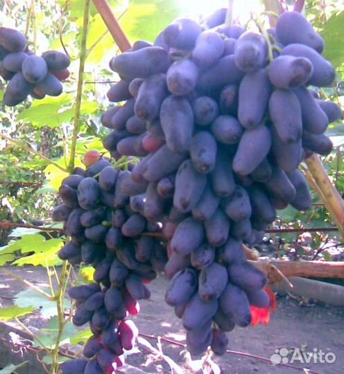 Виноград