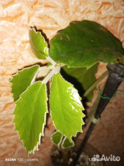 Тетрастигма вуанье