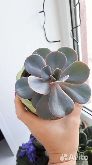 Суккуленты жемчужина нюрнберга