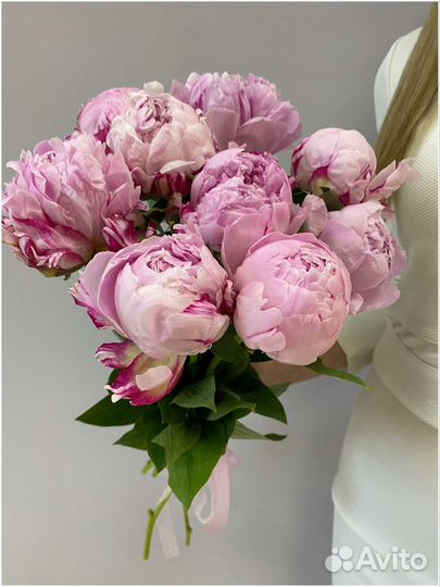 Пионы Нидерланды