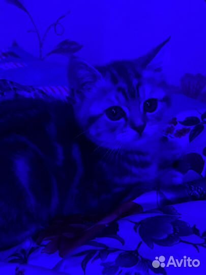 Шотландский прямоухий котенок