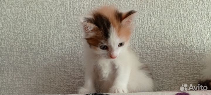 Котята, 2 девочки