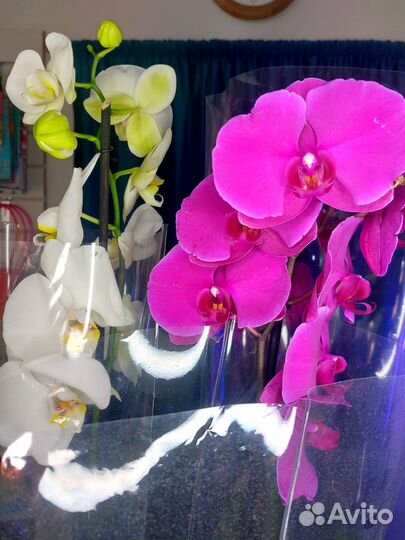 Орхидея