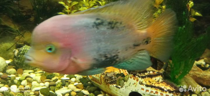 Вьеха радужная