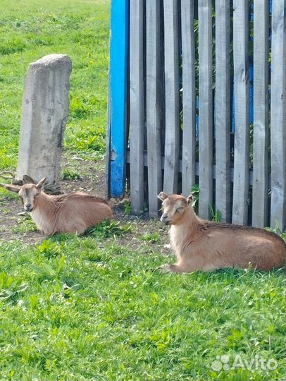 Коза дойная с козлятами