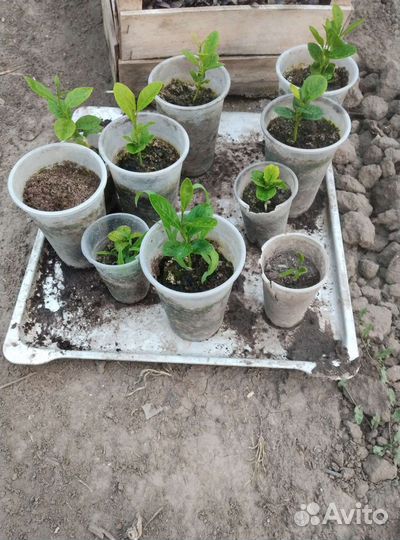 Мандора из костички