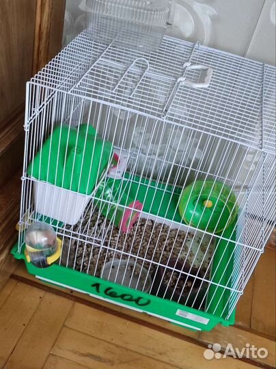 Хомяки вместе с клеткой