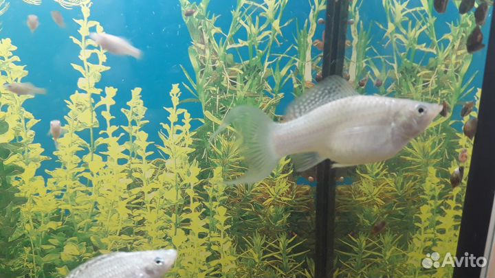 Продам аквариумных рыбок, улиток, растения и корм