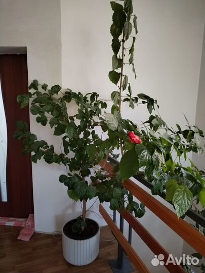 Продам цветок Китайская Роза