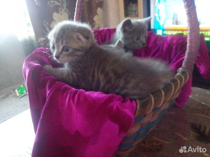 Британские котята