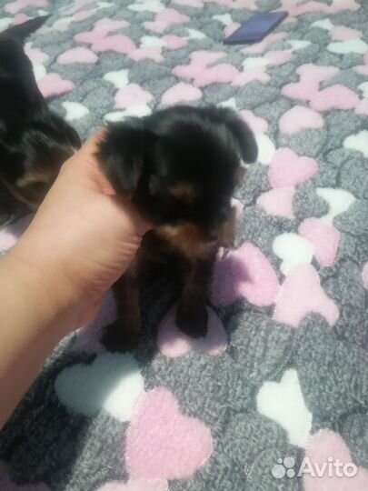 Йоркширский терьер щенки