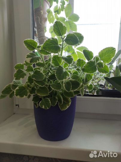 Мята комнатная сортовая плектрантус