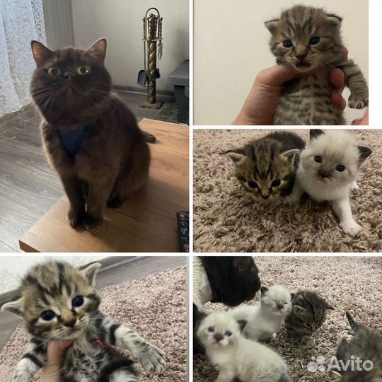 Котята в добрые руки бесплатно