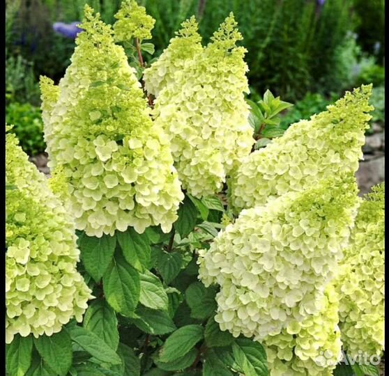 Гортензия Megical candles