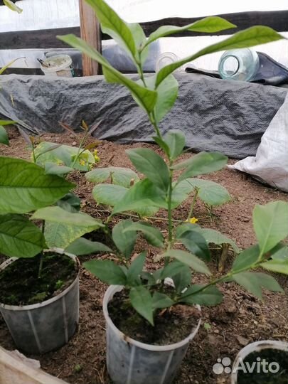 Лимонное дерево черенок