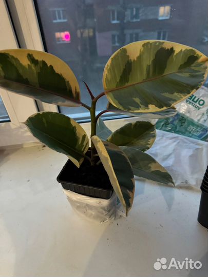 Фикус каучуконосный эластика