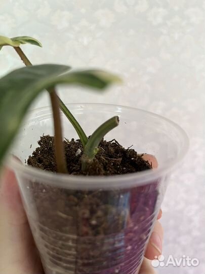 Филодендрон Блек Кардинал вариегатный