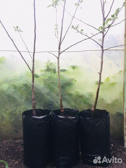 Саженцы Яблоня разные сорта