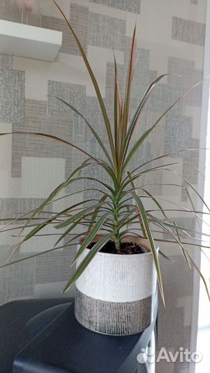 Драцена маргината Биколор