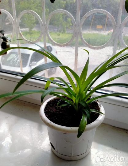 Комнатные растения