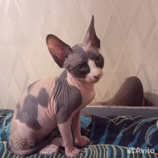 Канадский сфинкс котенок девочка