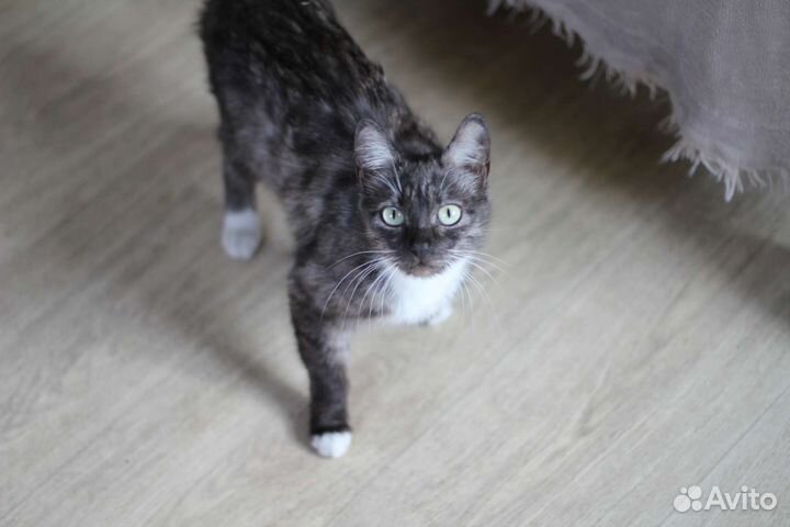 Кошка