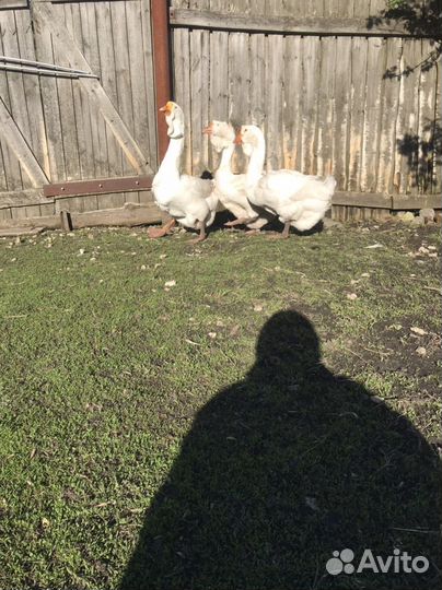 Холмогорские гуси