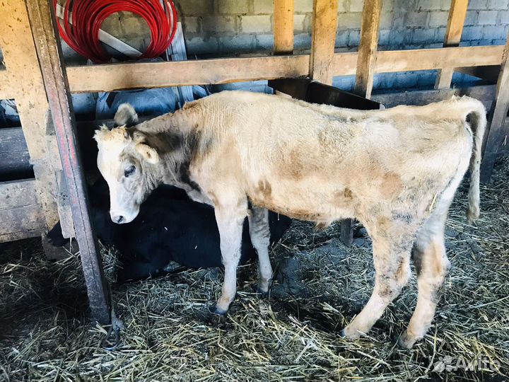 Бык и две телки