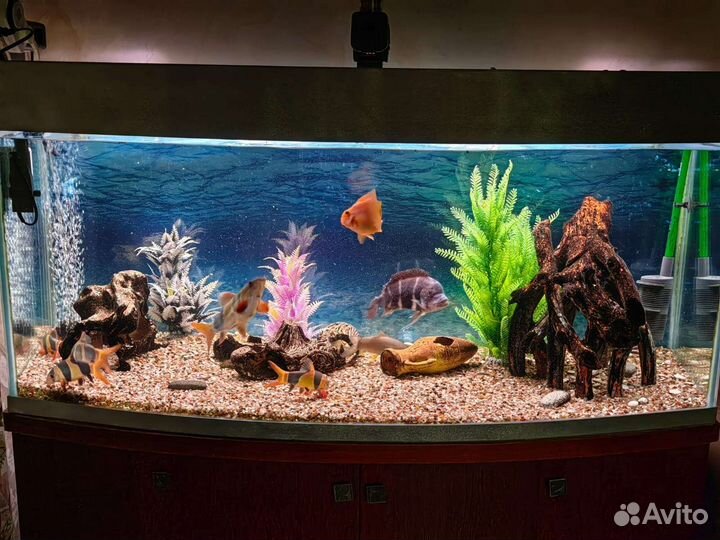 Аквариум