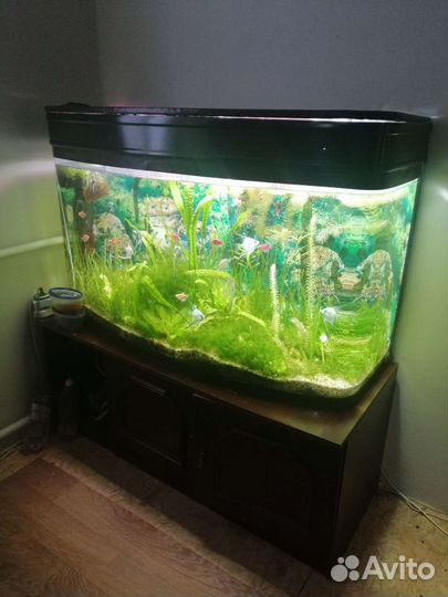 Аквариум